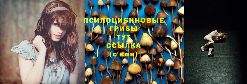 Галлюциногенные грибы MAGIC MUSHROOMS  Кизел 